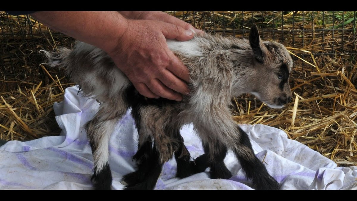 Припять зона отчуждения животные