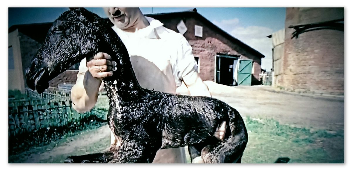 Волки в Чернобыльской зоне