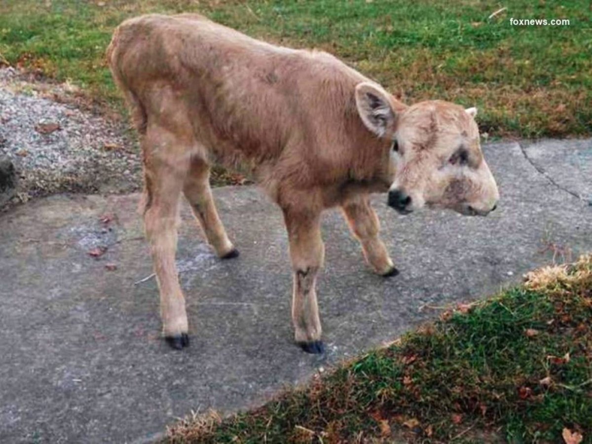 Чернобыль мутанты двухголовые