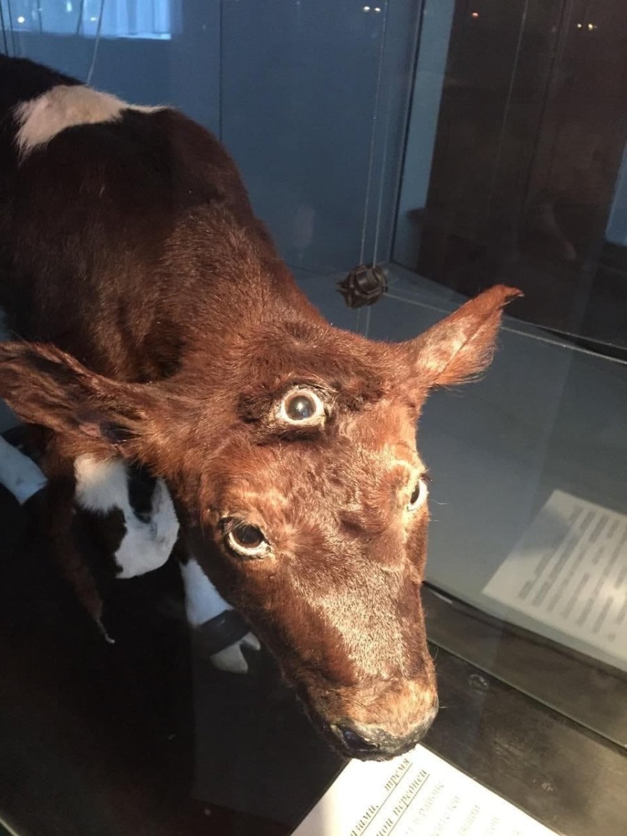 Кунсткамера двухголовый теленок