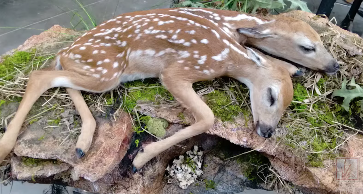 МУТИРОВАННЫЙ поросёнок в Чернобыле