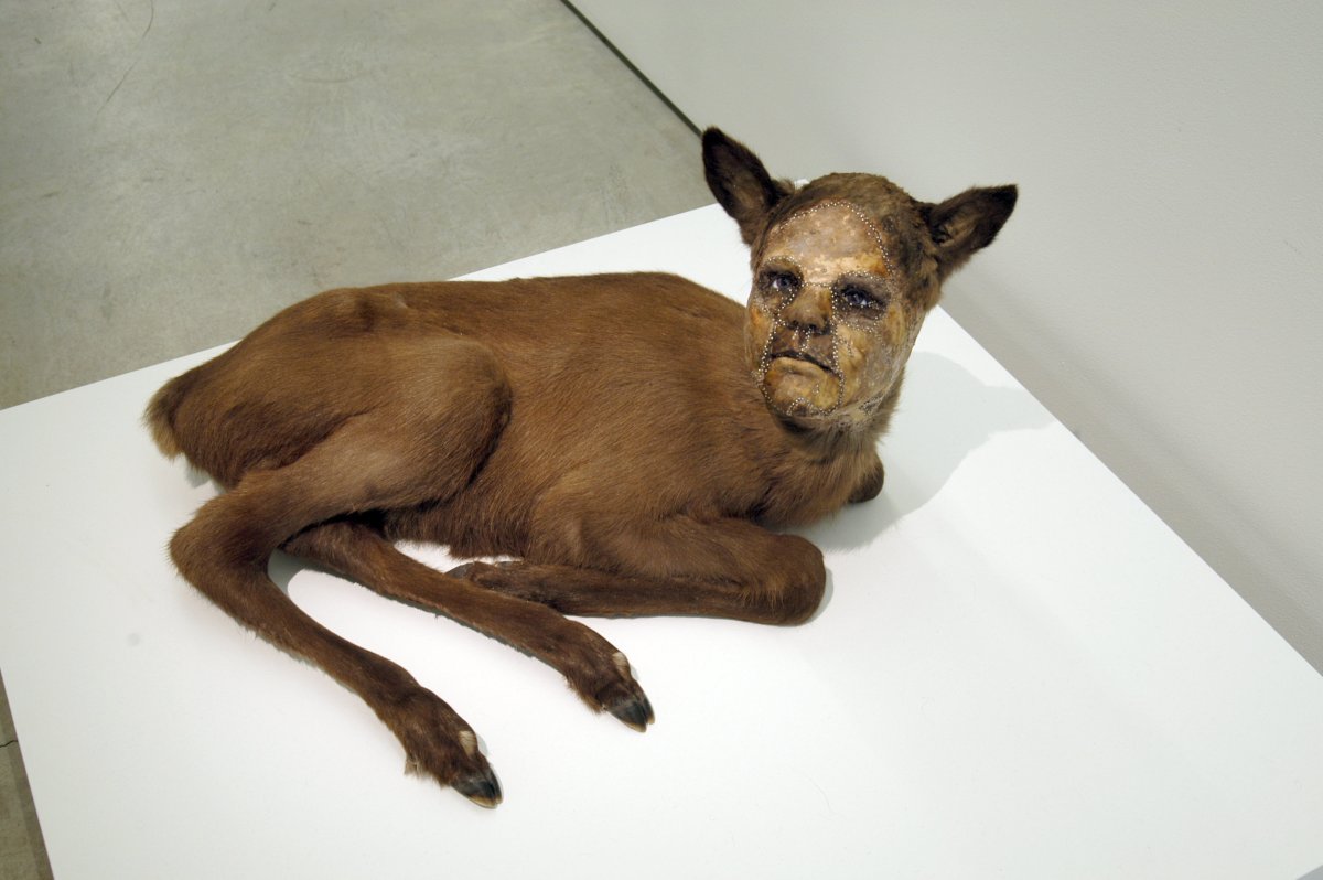 Мутации животных в Чернобыле