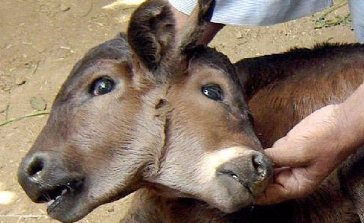 Чернобыль мутированные звери