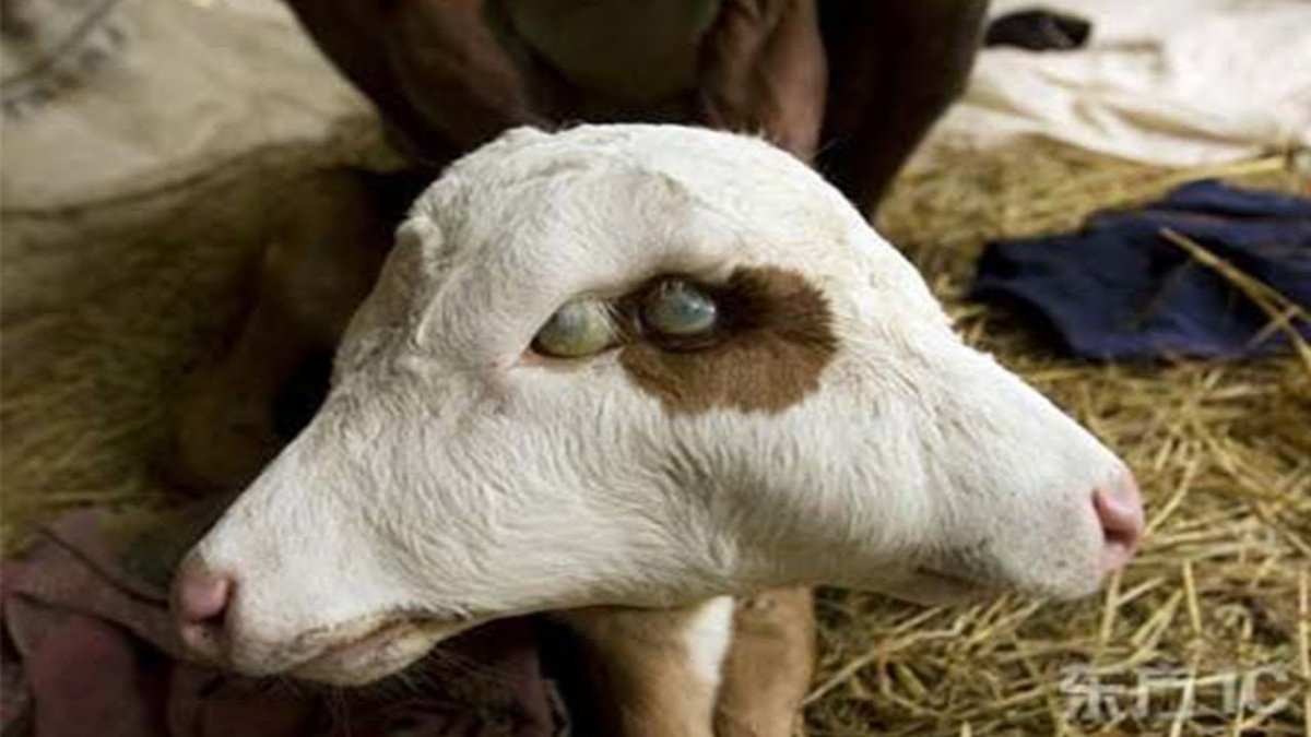 Чернобыль мутации животных