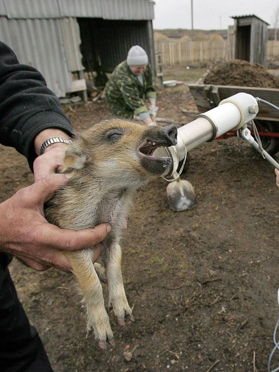 Животные Чернобыля сейчас 2021