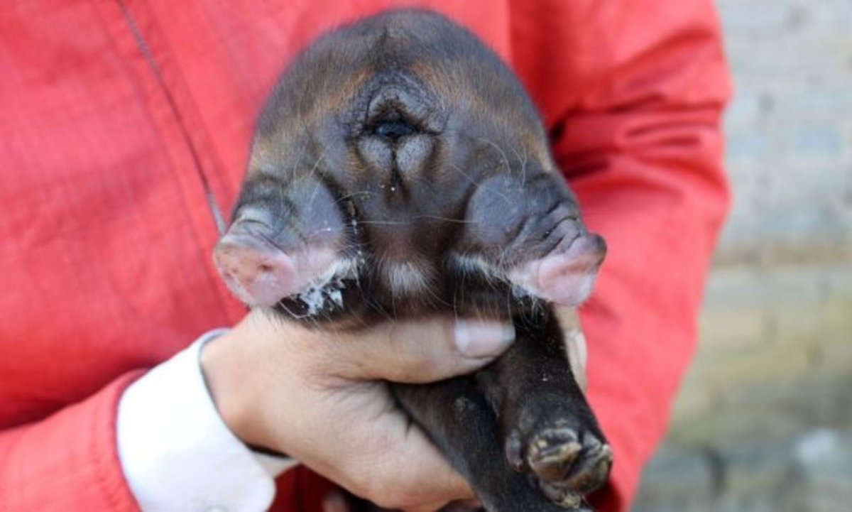 Чернобыль мутированные звери