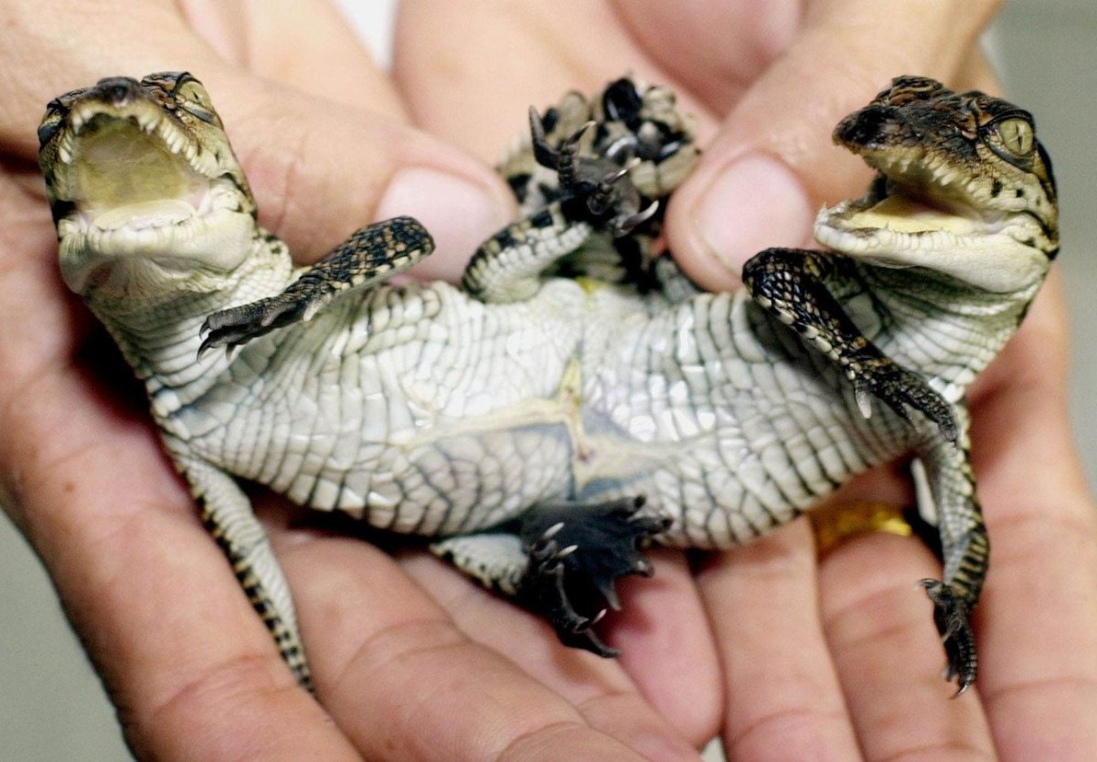 Теленок сдвемя головами