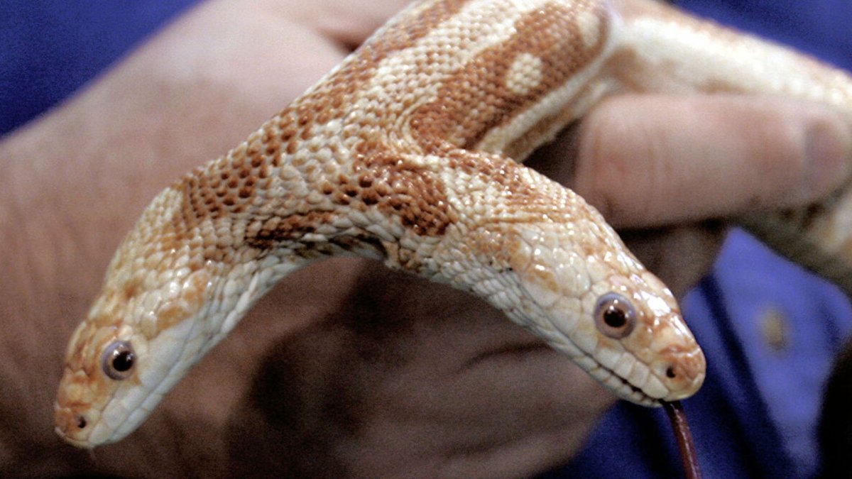 Фауна Чернобыльской зоны отчуждения