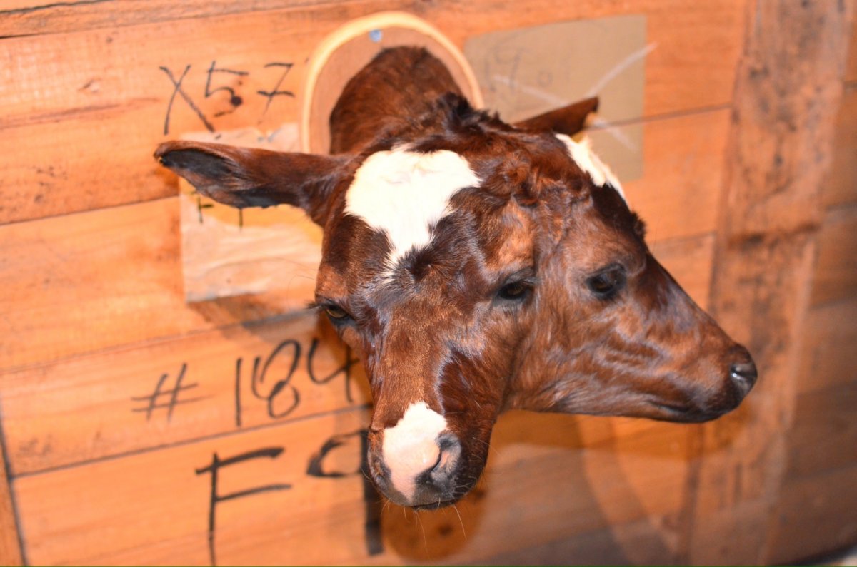 Необычные животные мутанты