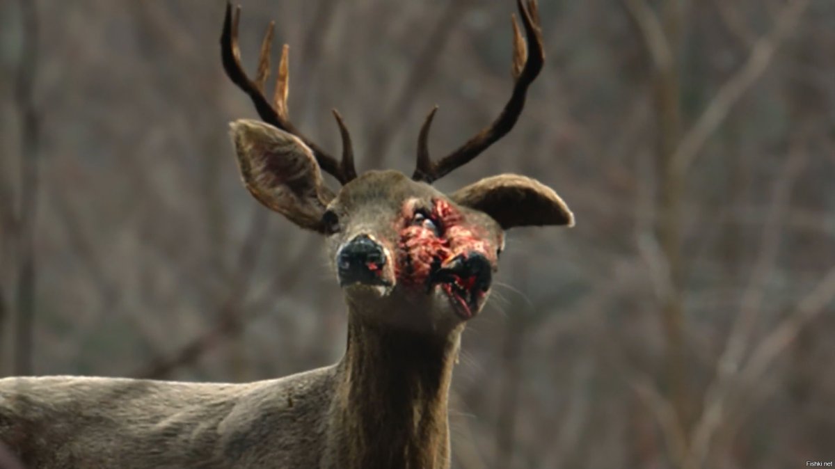 Коровы Чернобыля одичавшие