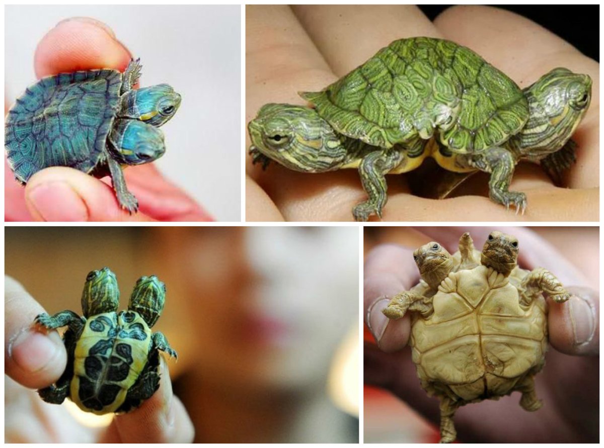 Животный мир зоны отчуждения Чернобыльской АЭС