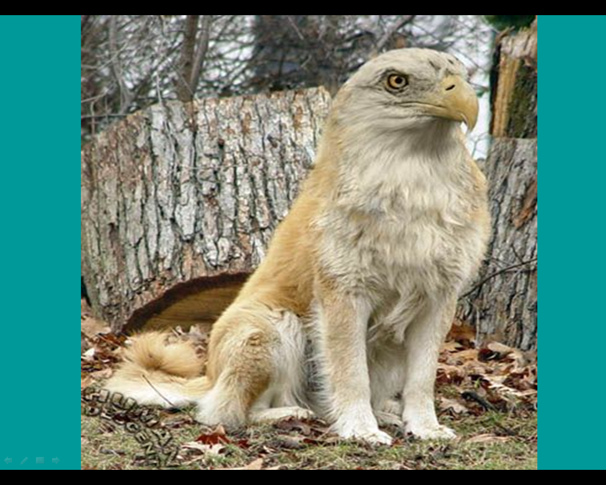 Мутация животных в Чернобыле настоящие