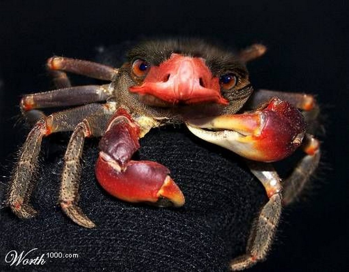 Странные мутации животных