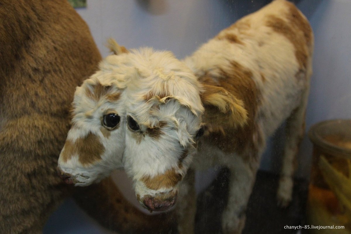 Собаки Чернобыля Припять