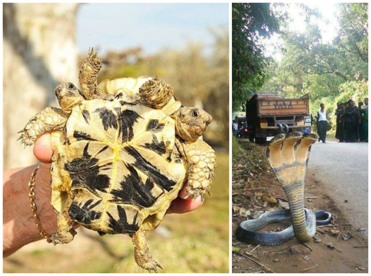 Чернобыль мутированные животные зона