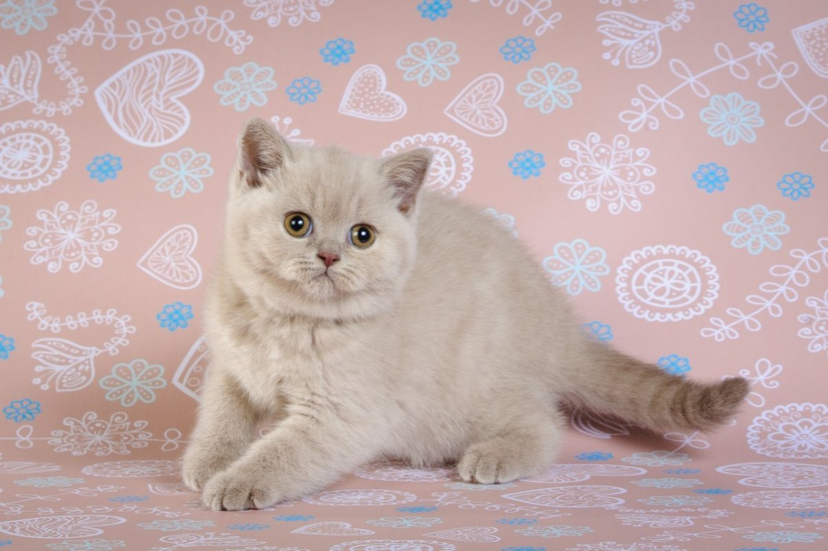 Котята британцы окрас лиловый