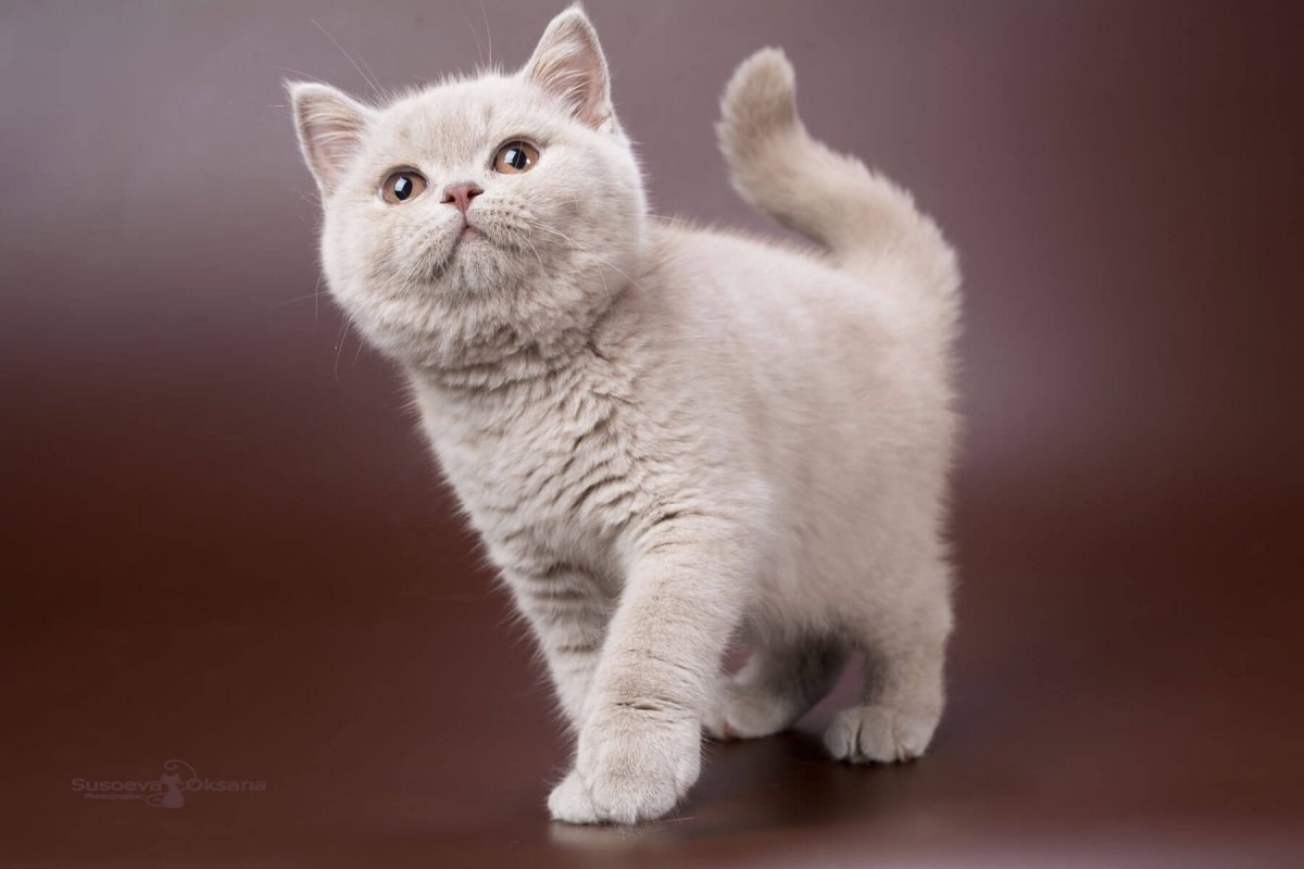 Лиловый британец чистокровный