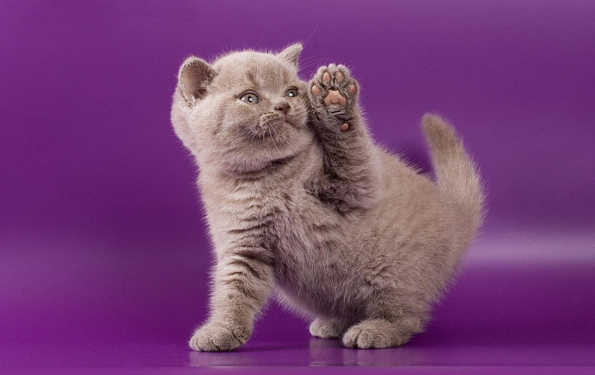 Ольга Миронова британские котята