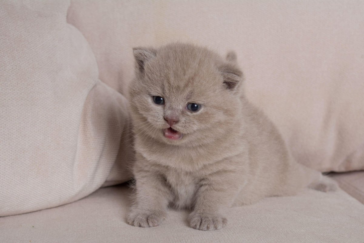 Британский кот лилового окраса