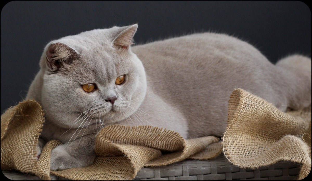 Британский кот длинношерстный полосатый