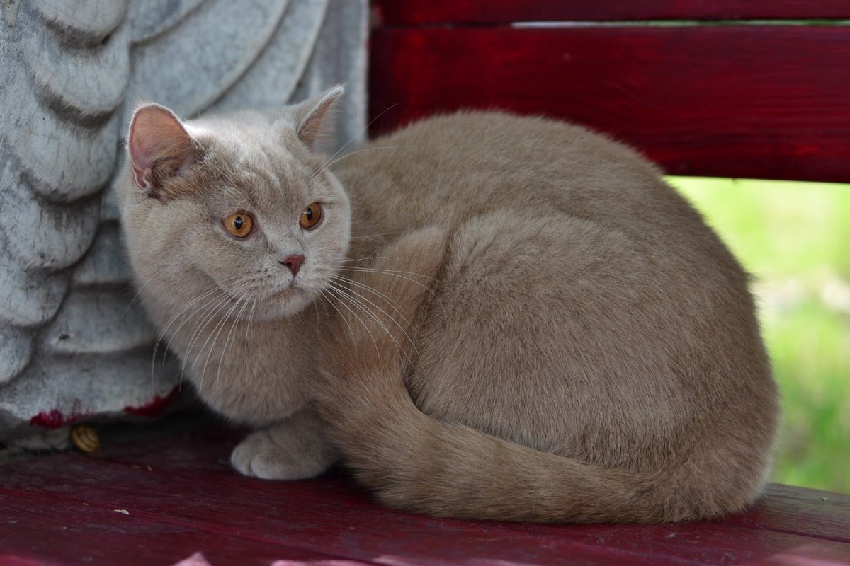 Персиковый британец котенок