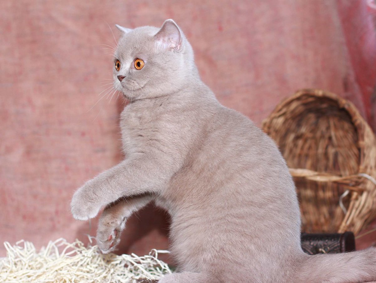 Лиловый британец