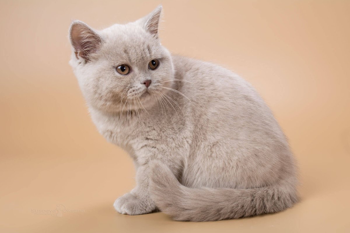 Лиловый кот британец