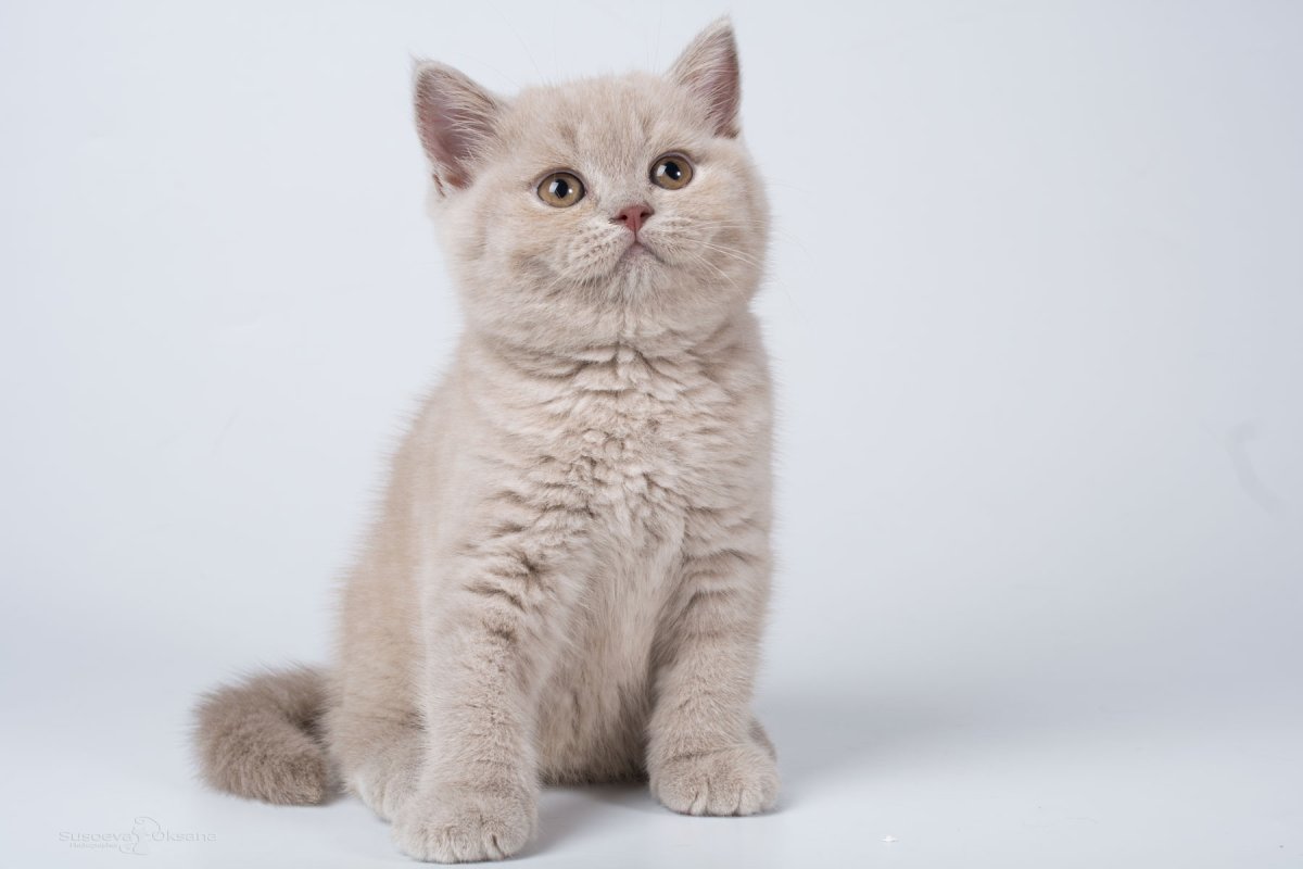 Британский лиловый большой кот