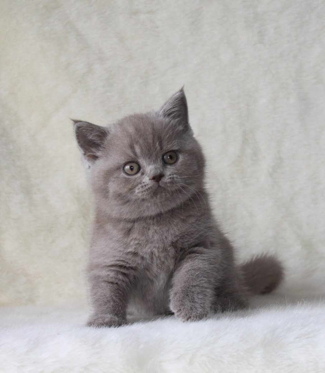 Лиловый британец