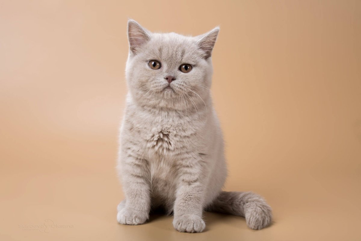 Цвет кошки Лилак