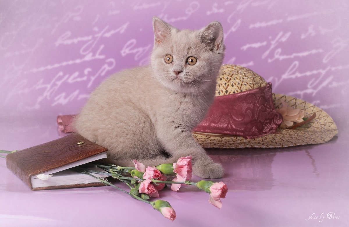 Лиловый шотландский скоттиш фолд