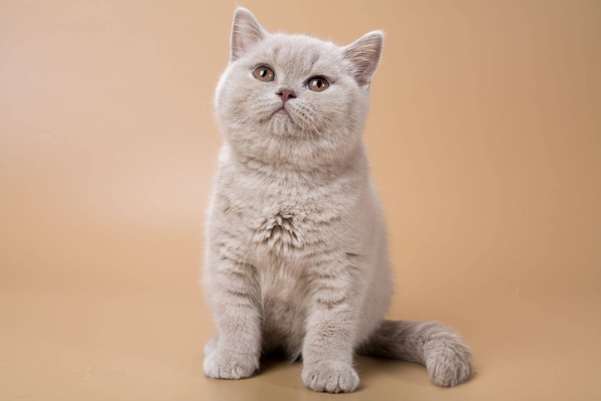 Шотландские котята окрас фавн