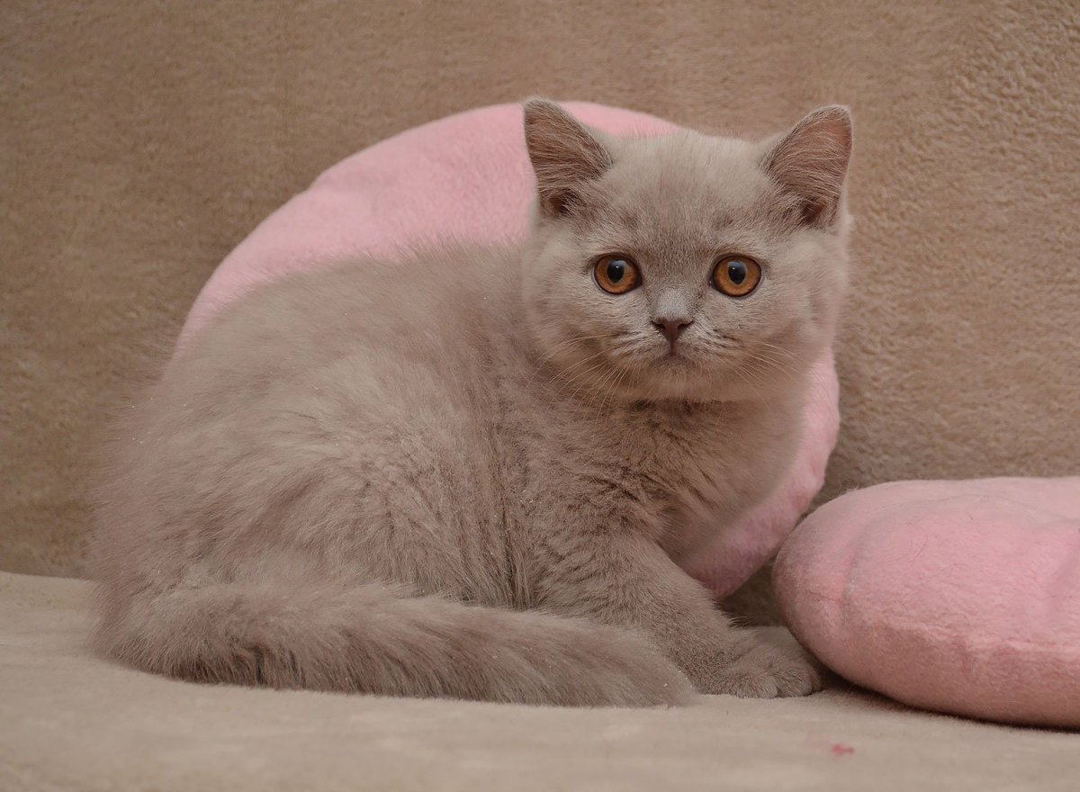 Лиловый британец котенок 3 месяца