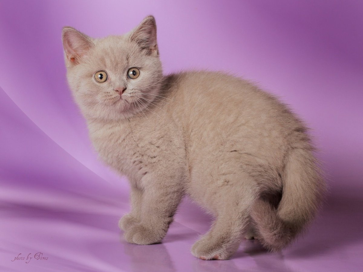 Лиловый кот британец