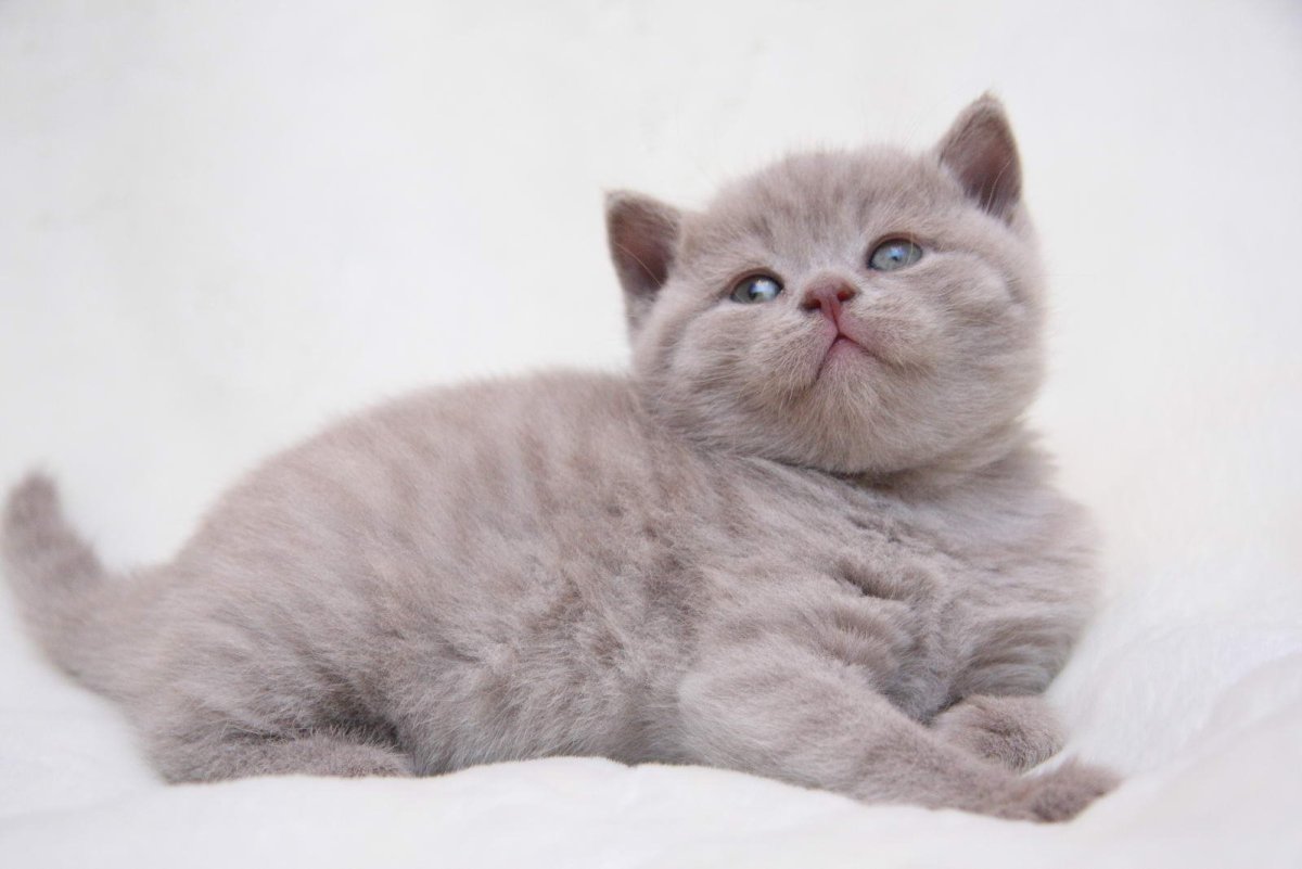 Котята британцы окрас лиловый