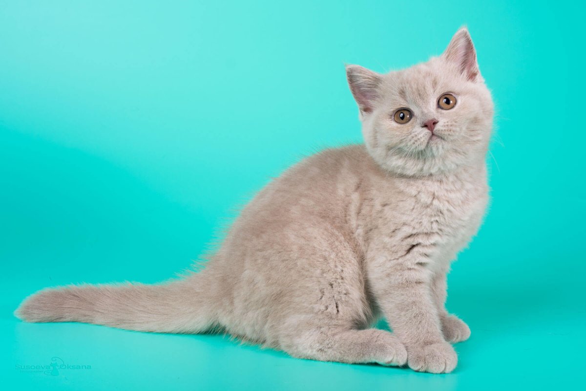 Лиловый британец вислоухий