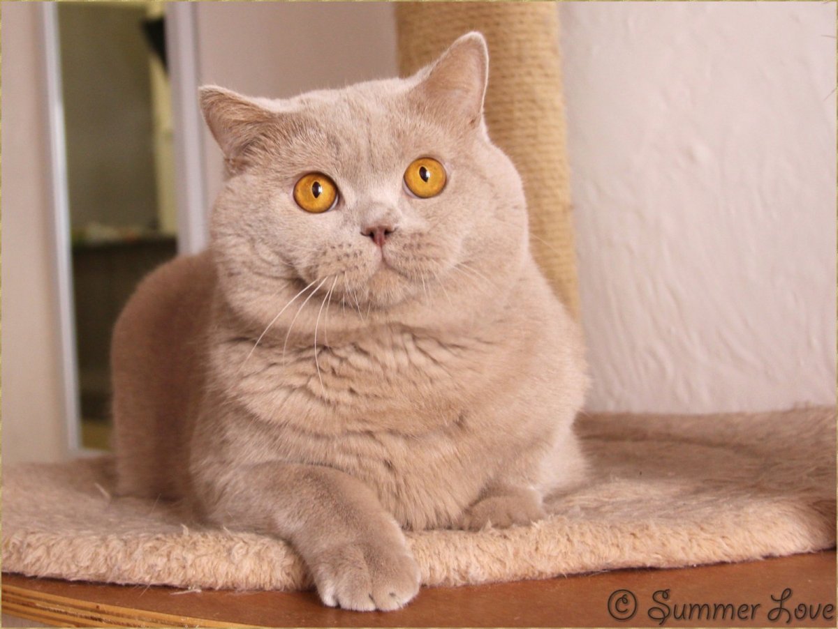 British Shorthair Lilac tabby