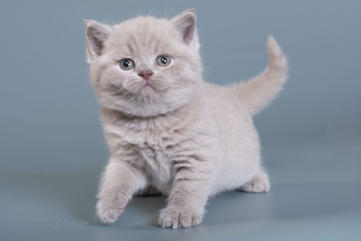 Лиловый цвет кота