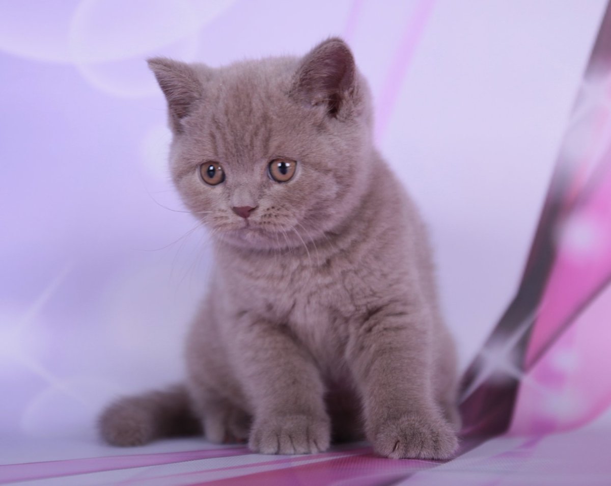 Британский кот лилового окраса профессиональное фото