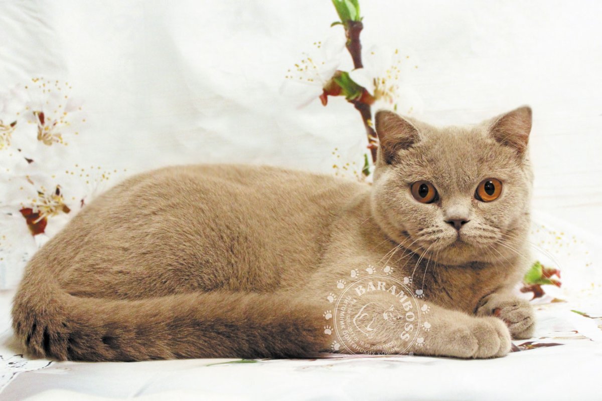 Лиловые британские котята