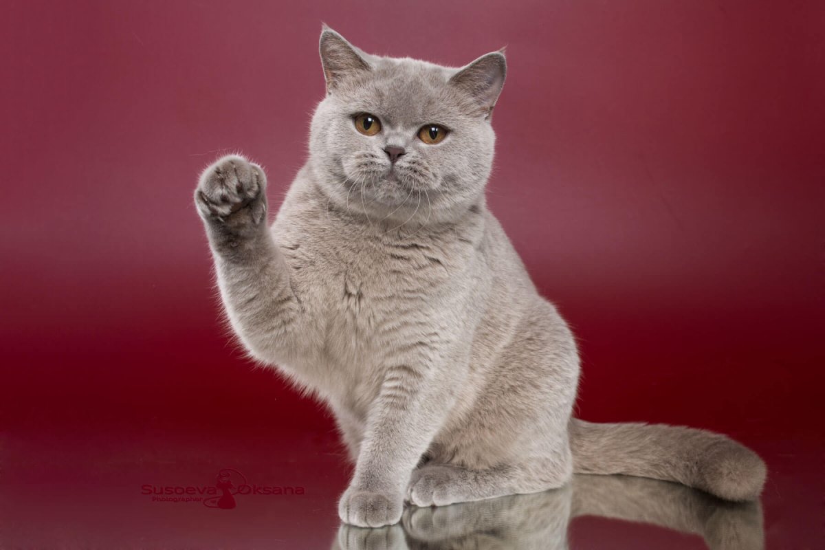 Лиловый кот британец