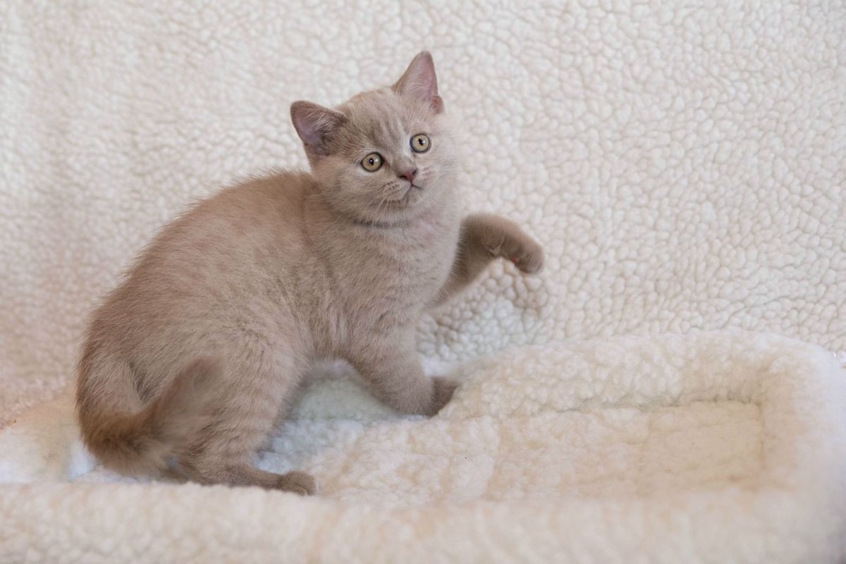 Британцы лилового окраса фото Новорожденные