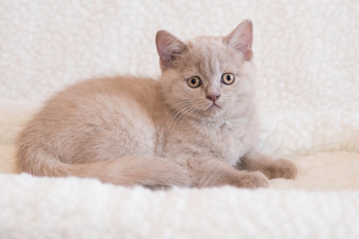 Британский лиловый кот с голубыми глазами