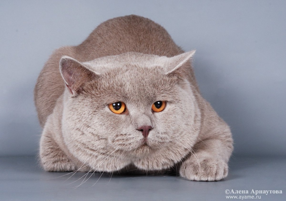 Лиловый британец питомник