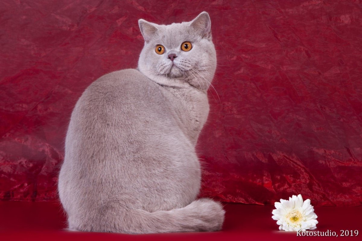 Лиловый британец котенок