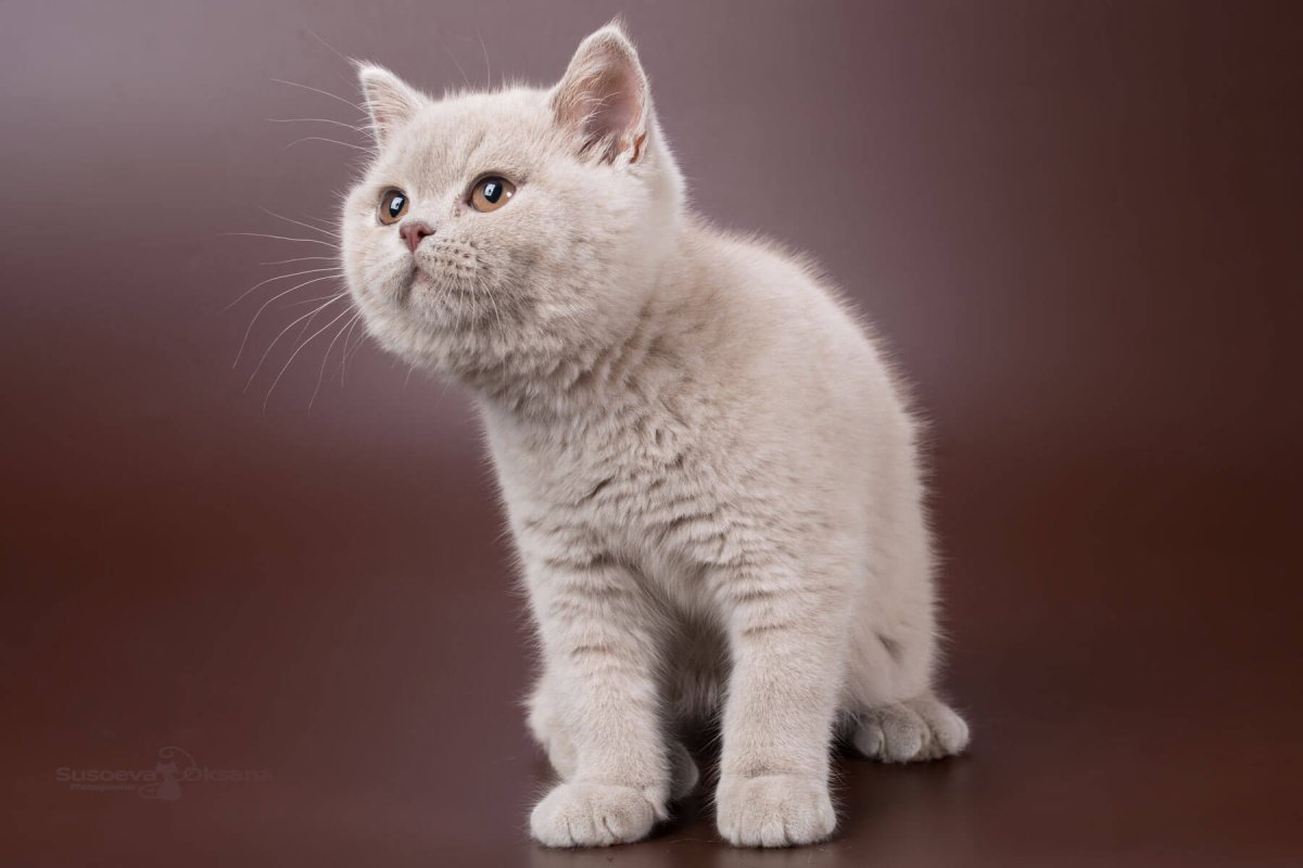 Шотландская прямоухая кошка лиловая