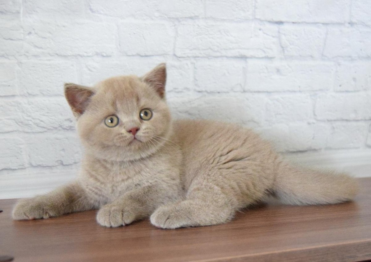 Лиловый кот британец