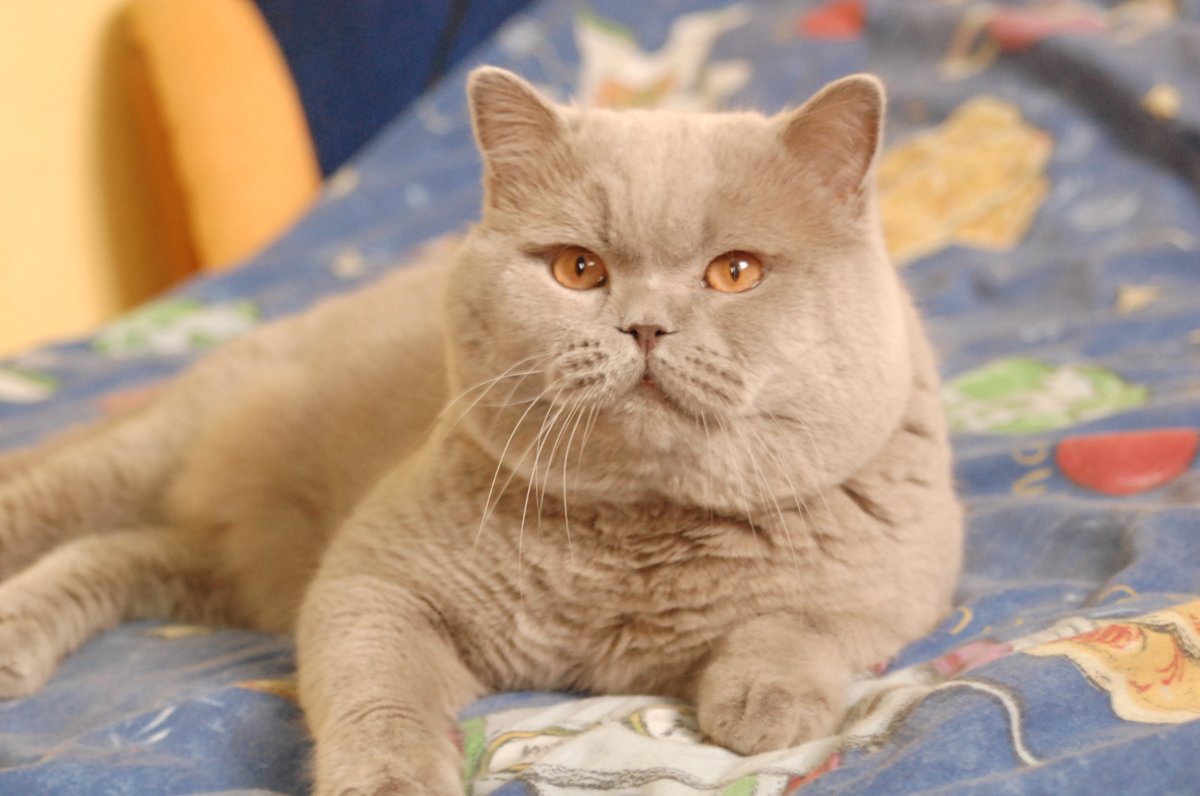 Картинки британских котят