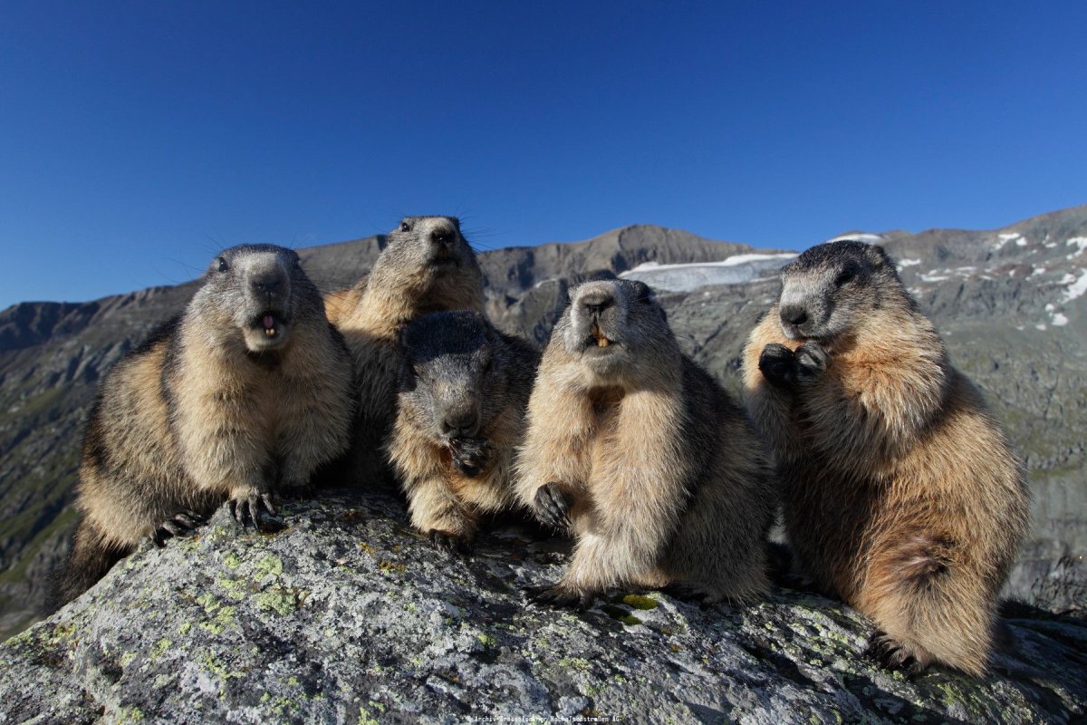 Тарбаган монгольский сурок