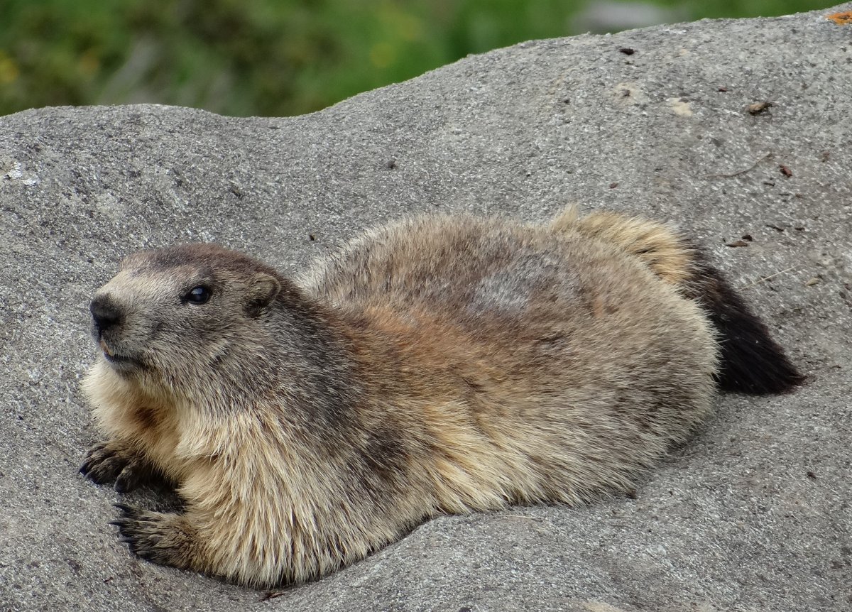 Сурок полевой